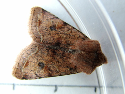 Clouded Drab